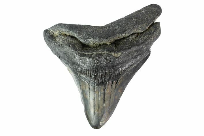 Bargain, Fossil Megalodon Tooth #153831